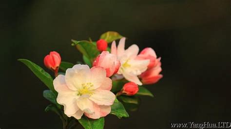 花有幾種|花